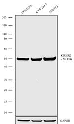 CRHR2 Antibody in Western Blot (WB)