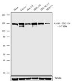 AS160 Antibody in Western Blot (WB)