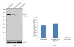 AS160 Antibody in Western Blot (WB)