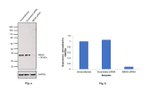 MEK6 Antibody in Western Blot (WB)