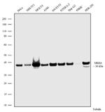 MEK6 Antibody in Western Blot (WB)