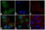 ERK5 Antibody in Immunocytochemistry (ICC/IF)