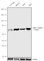 ERK5 Antibody in Western Blot (WB)