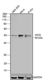 IKK gamma Antibody in Western Blot (WB)