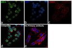 SMC1 Antibody in Immunocytochemistry (ICC/IF)