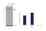 SMC1 Antibody in Western Blot (WB)