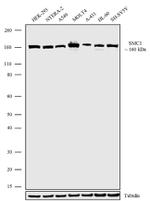 SMC1 Antibody in Western Blot (WB)