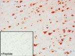 mGluR2 Antibody in Immunohistochemistry (IHC)