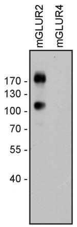 mGluR2 Antibody in Western Blot (WB)