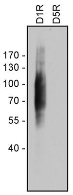 DRD1 Antibody in Western Blot (WB)