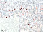 GPR68 Antibody in Immunohistochemistry (IHC)