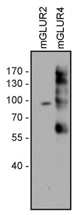 mGluR4 Antibody in Western Blot (WB)