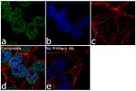 ELF5 Antibody in Immunocytochemistry (ICC/IF)