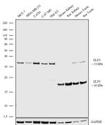 ELF5 Antibody in Western Blot (WB)