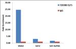 ELF5 Antibody in ChIP Assay (ChIP)