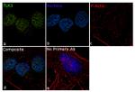 TLK1 Antibody in Immunocytochemistry (ICC/IF)