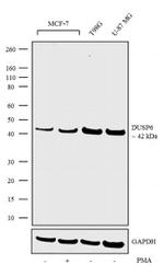 MKP3 Antibody in Western Blot (WB)