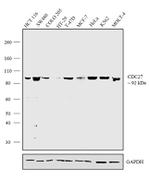 Cdc27 Antibody in Western Blot (WB)