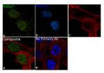 Cdc27 Antibody in Immunocytochemistry (ICC/IF)