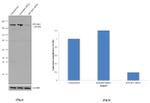 GCN2 Antibody in Western Blot (WB)