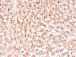 Transthyretin (Prealbumin) Antibody in Immunohistochemistry (Paraffin) (IHC (P))