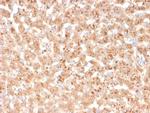 Transthyretin (Prealbumin) Antibody in Immunohistochemistry (Paraffin) (IHC (P))