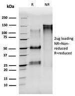 Tubulin-alpha (Microtubule Marker) Antibody in SDS-PAGE (SDS-PAGE)