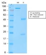 Tyrosinase Antibody in SDS-PAGE (SDS-PAGE)