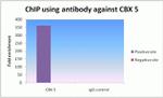 HP1 alpha Antibody in ChIP Assay (ChIP)