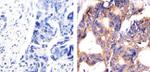 PRMT3 Antibody in Immunohistochemistry (Paraffin) (IHC (P))