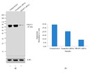 PRMT3 Antibody