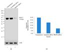 PRMT3 Antibody in Western Blot (WB)