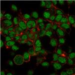 SUMO-1 Antibody in Immunocytochemistry (ICC/IF)