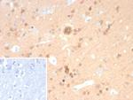 PGP9.5/UchL1 (pan-Neuronal Marker) Antibody in Immunohistochemistry (Paraffin) (IHC (P))