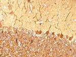 PGP9.5/UchL1 Antibody in Immunohistochemistry (Paraffin) (IHC (P))