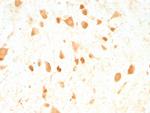 PGP9.5/UchL1 (pan-Neuronal Marker) Antibody in Immunohistochemistry (Paraffin) (IHC (P))