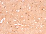 PGP9.5/UchL1 Antibody in Immunohistochemistry (Paraffin) (IHC (P))