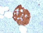 PGP9.5/UchL1 Antibody in Immunohistochemistry (Paraffin) (IHC (P))