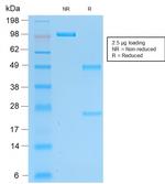 PGP9.5/UchL1 Antibody in SDS-PAGE (SDS-PAGE)