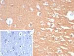 PGP9.5/UchL1 (pan-Neuronal Marker) Antibody in Immunohistochemistry (Paraffin) (IHC (P))