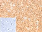 PGP9.5/UchL1 (pan-Neuronal Marker) Antibody in Immunohistochemistry (Paraffin) (IHC (P))