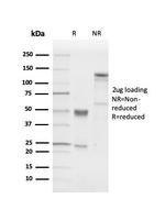 PGP9.5/UchL1 Antibody in SDS-PAGE (SDS-PAGE)