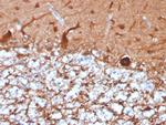 PGP9.5/UchL1 Antibody in Immunohistochemistry (Paraffin) (IHC (P))