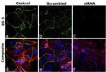 ZO-1 Antibody