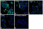 ZO-1 Antibody in Immunocytochemistry (ICC/IF)