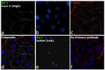 ZO-1 Antibody in Immunocytochemistry (ICC/IF)