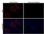 ZO-1 Antibody in Immunohistochemistry (Paraffin) (IHC (P))