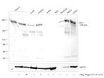 ZO-1 Antibody