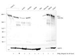 ZO-1 Antibody in Western Blot (WB)