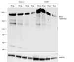 ZO-1 Antibody in Western Blot (WB)